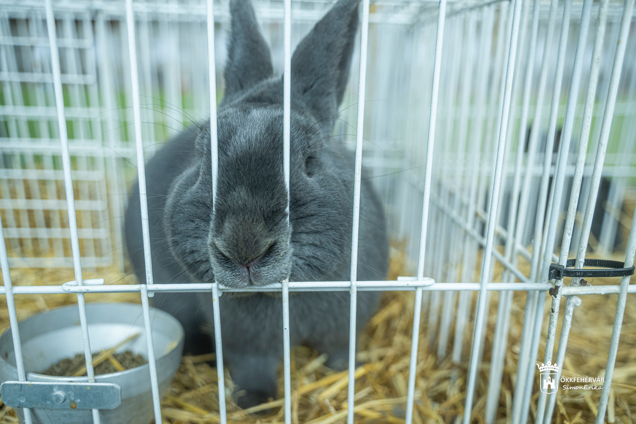 Baromfik, házinyulak és galambok a Volán Sportcsarnokban